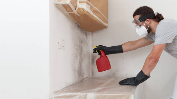 Professional Mold Removal technician working in Timnath, CO